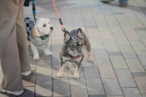puppy vaccinations Cedar Hills