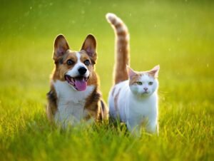 Your Puppy or Kitten’s First Year