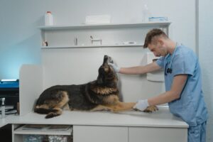 Veterinarian examining a dog at a Surrey animal hospital