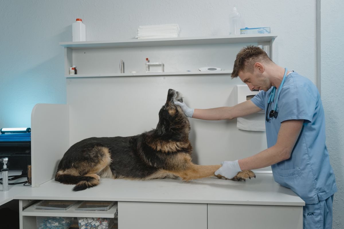 Veterinarian examining a dog at a Surrey animal hospital