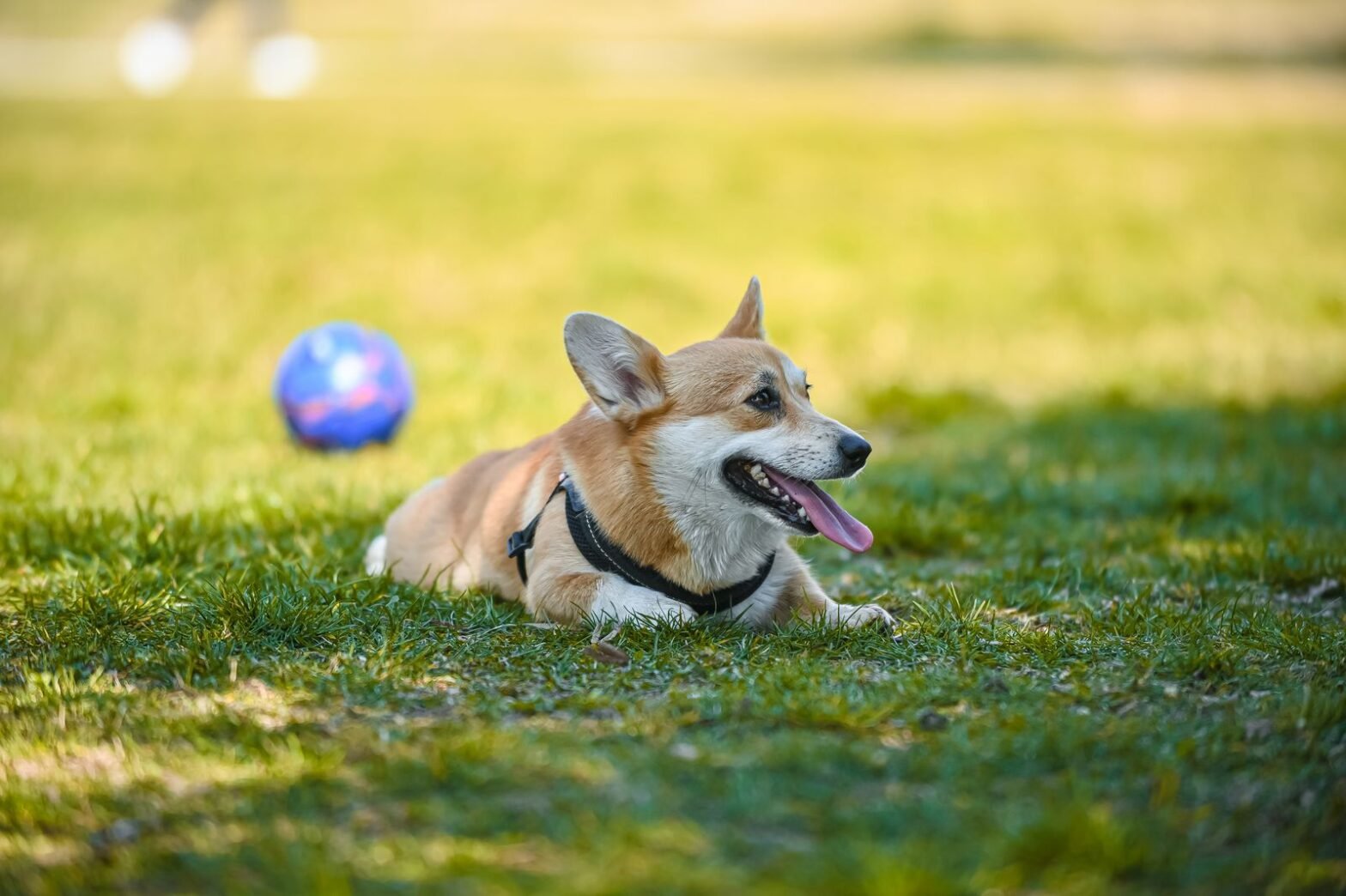 Corgi resting on shaded green grass during a hot Surrey summer day