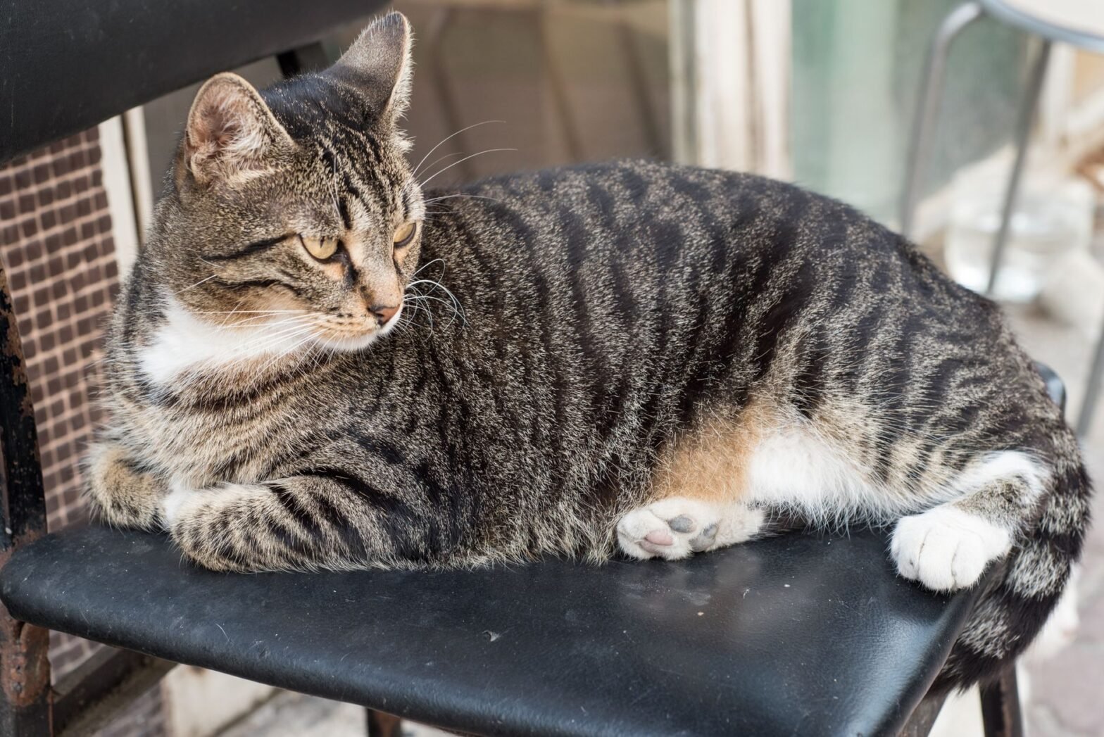 A beautiful tabby cat with striking patterns lounging on a chair, showcasing its serene demeanor.