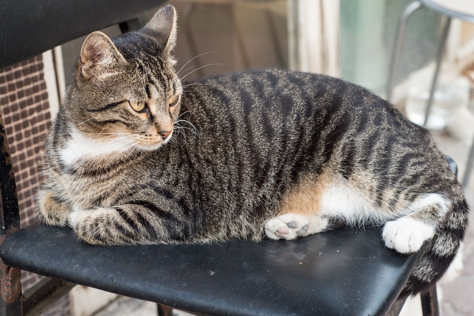 A beautiful tabby cat with striking patterns lounging on a chair, showcasing its serene demeanor.