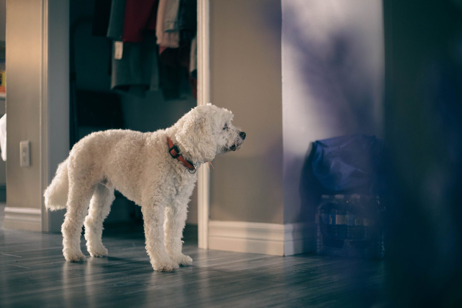 a-dog-stairing-at-wall