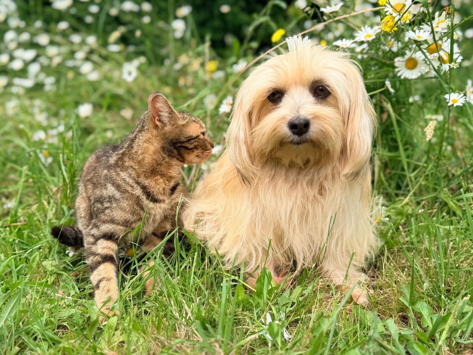 dog-cat-sitting-together