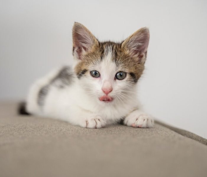 cute-cat-spending-time-indoors_23-2150649129