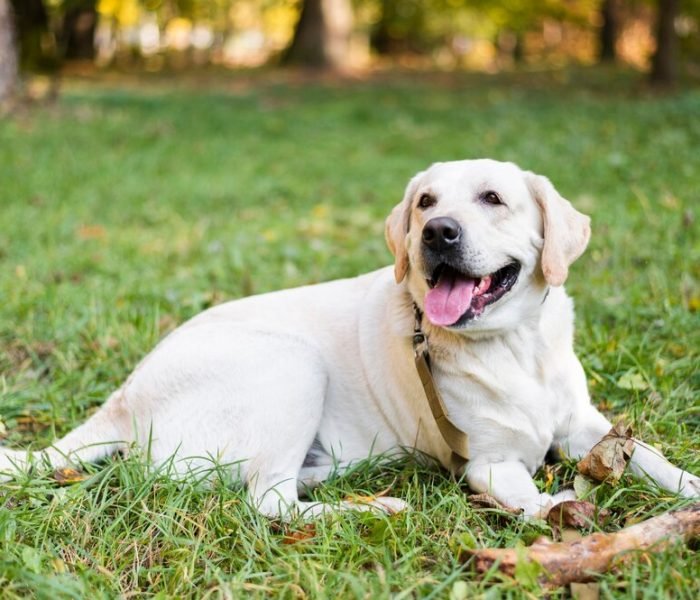 portrait-cute-labrador-sitting-grass_23-2148345981